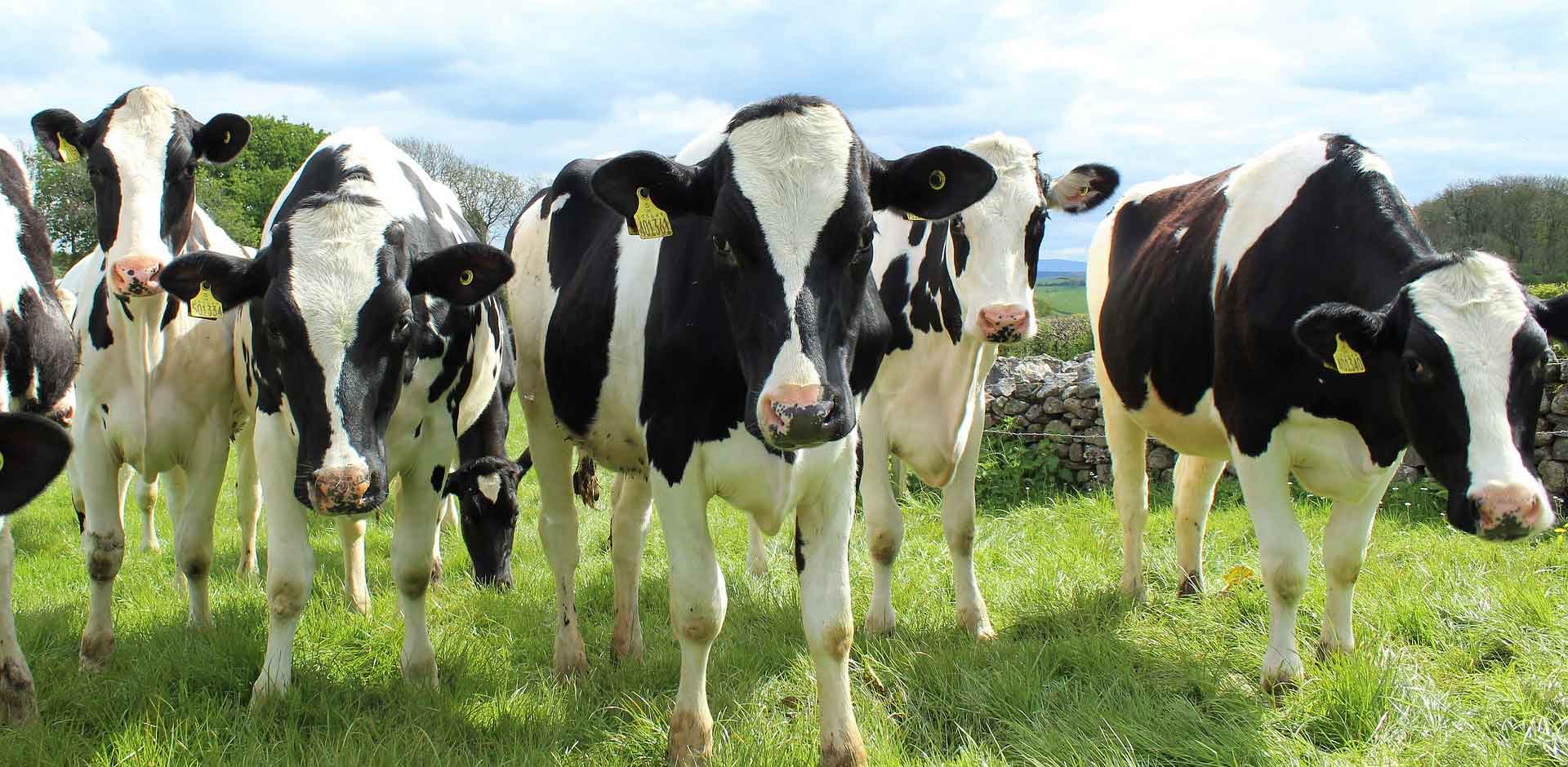 holstein-cattle-2318436_1920 This page may have moo-ved